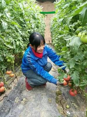 靜海禾晟蔬菜園 在泥土芬芳中，重拾記憶里的老味道